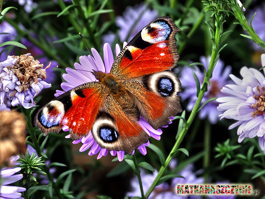 motyl na kwiatkach