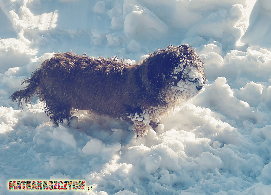 zimow pies jamnik w śniegu