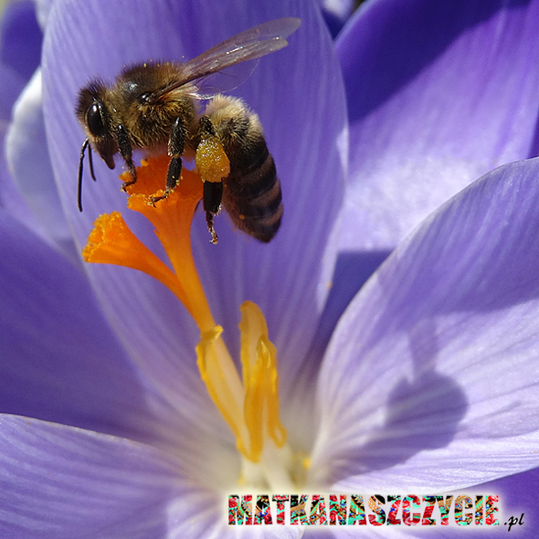 Pszczoła makro